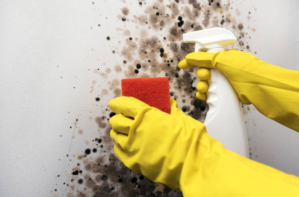 Best Localized Mold Remediation (e.g., coastal areas, humid climates) in Exeter, CA
