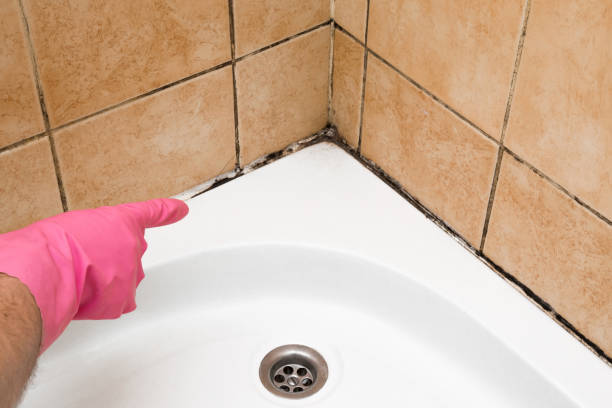 Best Preventive Mold Services in Exeter, CA
